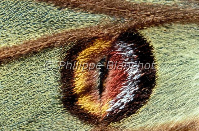 aile graellsia isabellae.JPG - Gros plan, aile d'Actias isabellae (= Graellsia isabellae)Isabelle de France ou Papillon vitrailSpanish Moon Moth wingLepidoptera, SaturniidaeEspagne